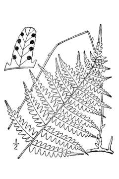 Parathelypteris simulata (Davenp.) Holtt.的圖片