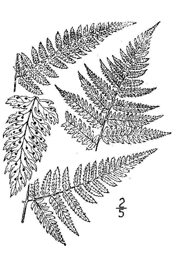 Image of narrow buckler-fern