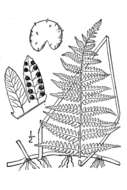 Image of eastern marsh fern