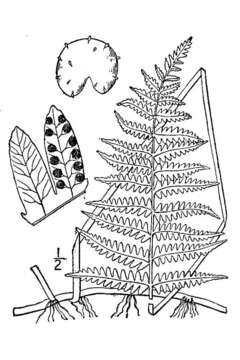 Image of eastern marsh fern