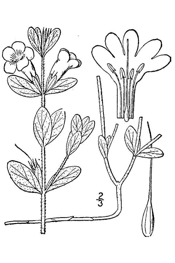 Dyschoriste oblongifolia (Michx.) Kuntze的圖片