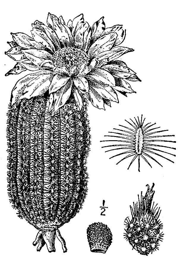 Image of lace hedgehog cactus