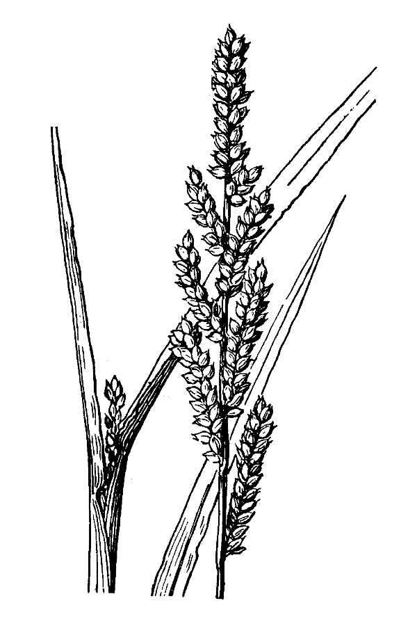 Echinochloa colona (L.) Link resmi