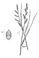 Echinochloa colona (L.) Link resmi