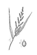 Echinochloa crus-galli (L.) P. Beauv. resmi