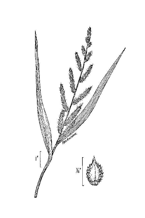 Echinochloa crus-galli (L.) P. Beauv. resmi