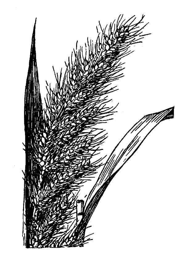 Image of gulf cockspur grass