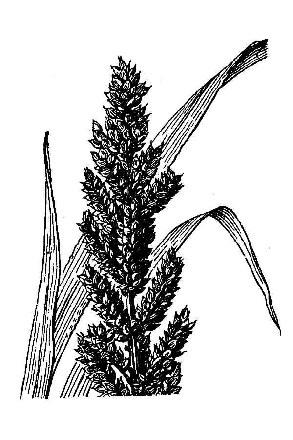 Echinochloa frumentacea Link resmi