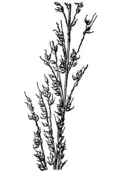 Plancia ëd Echinochloa paludigena Wiegand