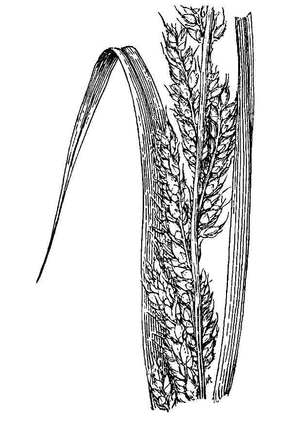 Plancia ëd Echinochloa polystachya (Kunth) Hitchc.