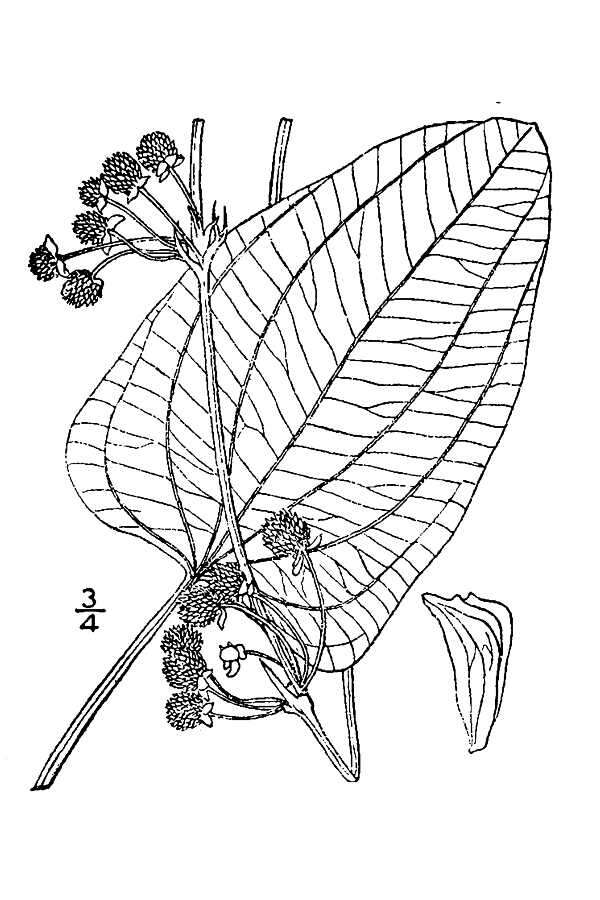 Plancia ëd Echinodorus cordifolius (L.) Griseb.