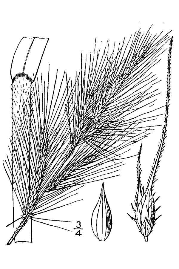 Echinochloa walteri (Pursh) A. Heller resmi