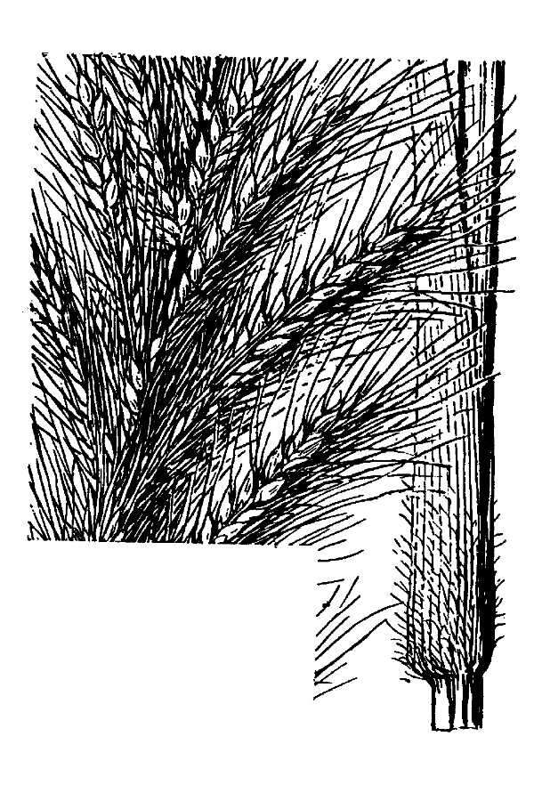 Echinochloa walteri (Pursh) A. Heller resmi