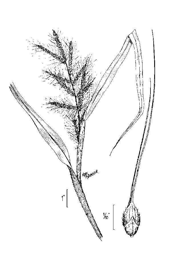 Echinochloa walteri (Pursh) A. Heller resmi