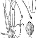 Sivun Eleocharis compressa var. compressa kuva