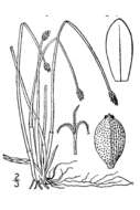 Sivun Eleocharis compressa var. compressa kuva