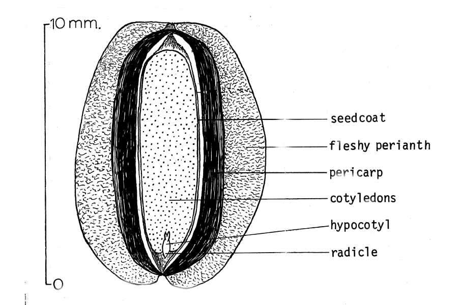 Image of Russian olive