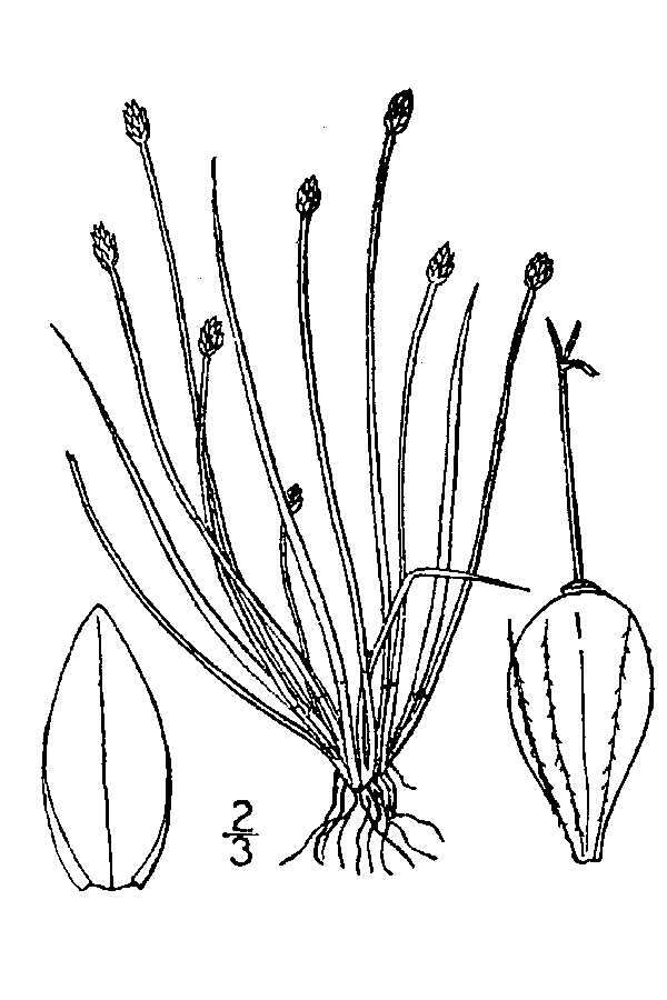 Sivun Eleocharis atropurpurea (Retz.) J. Presl & C. Presl kuva