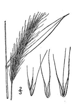 Plancia ëd Elymus canadensis L.