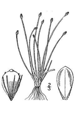 Image of slender spikerush