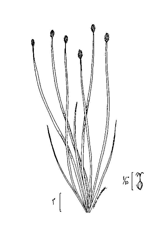 Image of Flat-Stem Spike-Rush