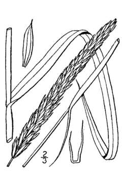 Image of giant wildrye