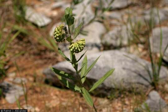 Image of green comet milkweed