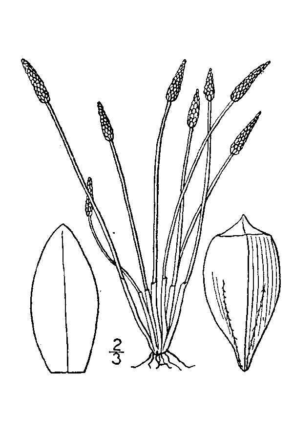 Image of Engelmann's Spike-Rush