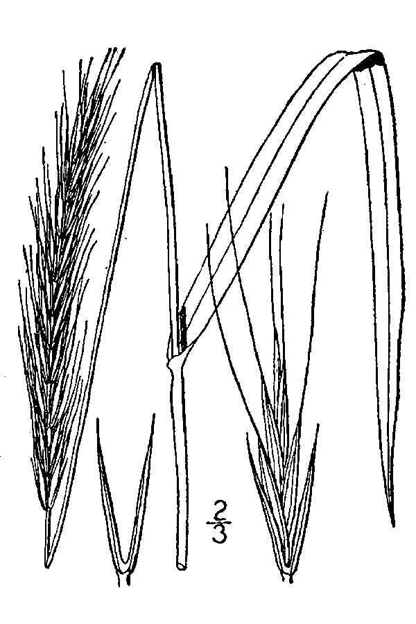 Imagem de Elymus glaucus Buckley