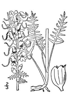 Image of elephanthead lousewort