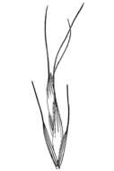 Imagem de Elymus hirsutus J. Presl