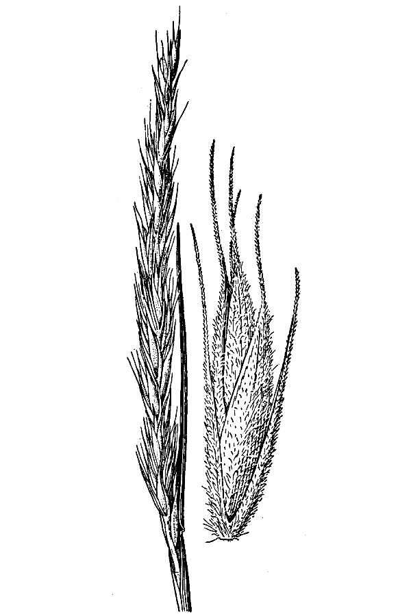 Image of downy ryegrass