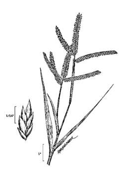 Image of Indian goosegrass