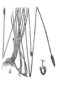 Image of Creeping spikerush