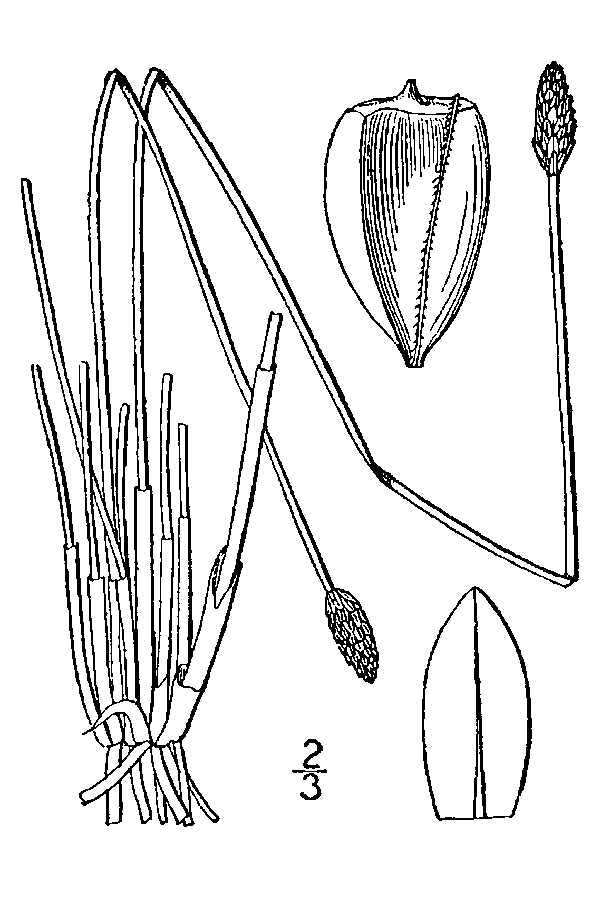 Eleocharis melanocarpa Torr.的圖片