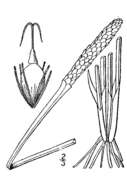 Image of Scallion-Grass