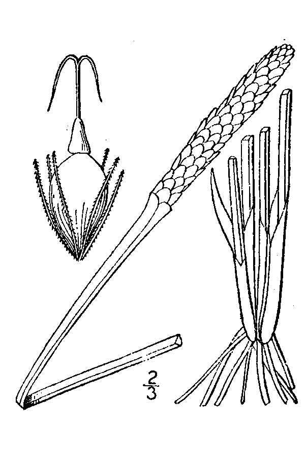 Image of Scallion-Grass