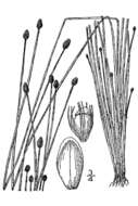 Image of Blunt spikerush