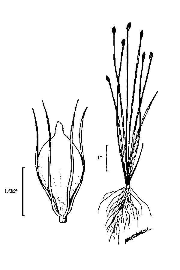 Imagem de Eleocharis quinqueflora (Hartmann) O. Schwarz