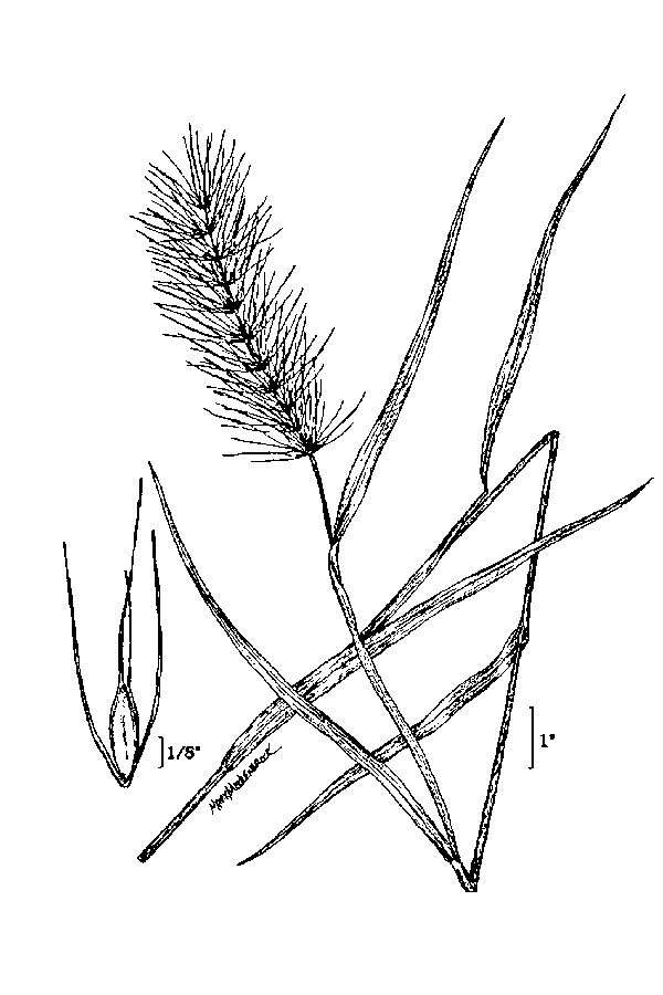 Слика од Elymus riparius Wiegand