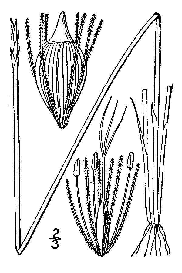 Image of Robbins' Spike-Rush