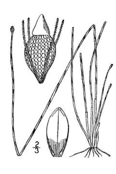 Imagem de Eleocharis tuberculosa (Michx.) Roem. & Schult.