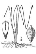 Image of Slender Spike-Rush