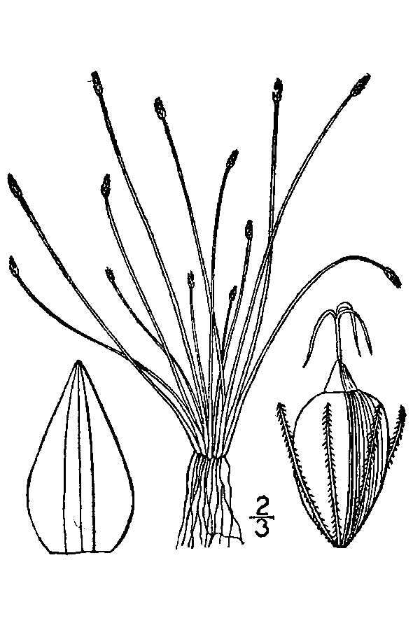 Image of Small-Fruit Spike-Rush
