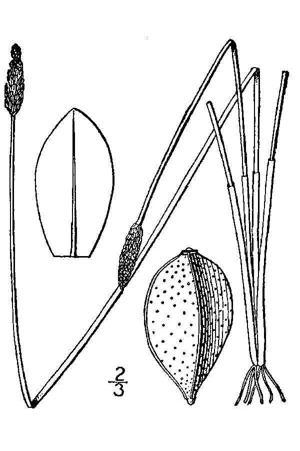 Plancia ëd Eleocharis tricostata Torr.