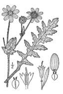 Image of Engelmann's daisy