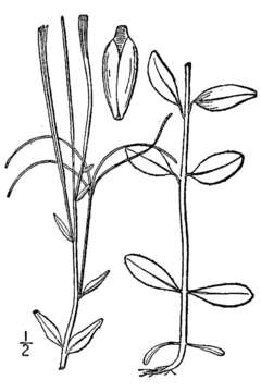 Image of pimpernel willowherb