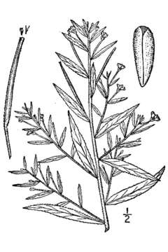 Image of purpleleaf willowherb