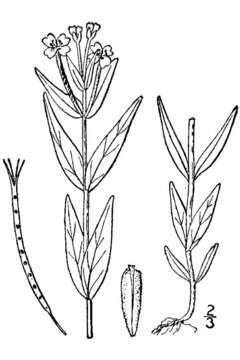 Image of marsh willowherb