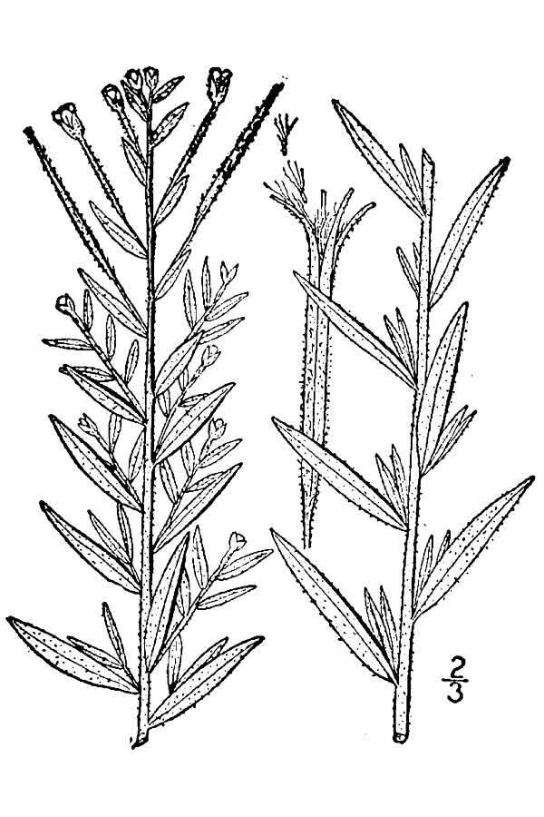 Image of Downy Willowherb